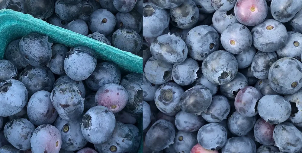 Fresh blueberries are individually quick frozen to give a field fresh fruit, which maintains individual identity. Just right for integration into muffins and other bakery products.