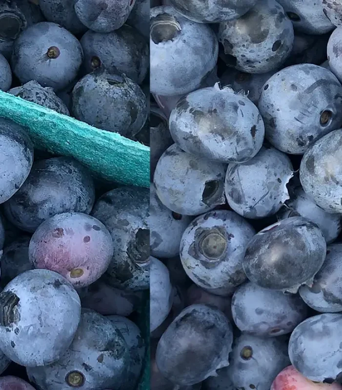 Fresh blueberries are individually quick frozen to give a field fresh fruit, which maintains individual identity. Just right for integration into muffins and other bakery products.